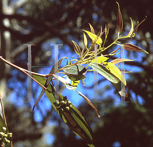 Picture of Eucalyptus propinqua 