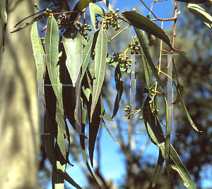 Picture of Eucalyptus propinqua 