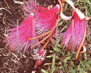 Picture of Pterocarpus violaceus 