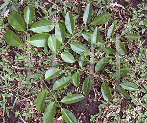 Picture of Pterocarpus violaceus 