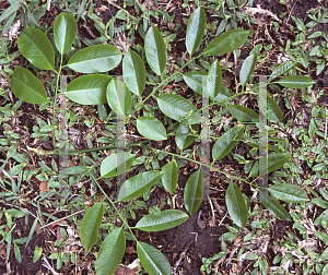 Picture of Pterocarpus violaceus 
