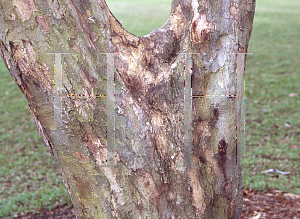 Picture of Pterocarpus violaceus 