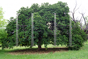 Picture of Vitex lucens 