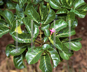 Picture of Vitex lucens 