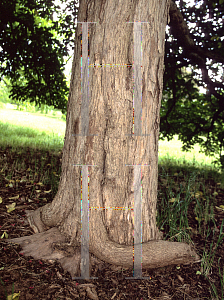 Picture of Vitex lucens 