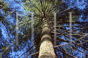 Picture of Pinus strobus 