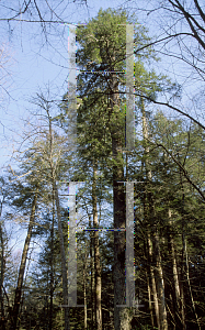 Picture of Tsuga canadensis 