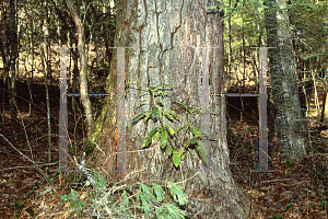 Picture of Tsuga canadensis 