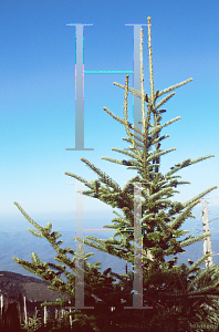 Picture of Abies fraseri '~Species'