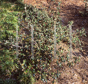 Picture of Viburnum utile 