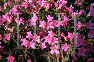 Picture of Rhododendron x obtusum 'Coral Bells'