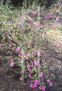 Picture of Rhododendron (subgenus Azalea) 'Pink Imperial'