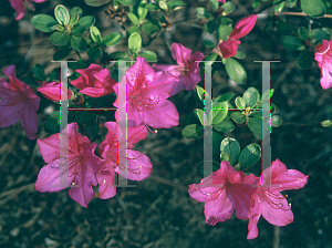 Picture of Rhododendron (subgenus Azalea) 'Pink Imperial'