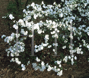 Picture of Rhododendron (subgenus Azalea) 'H. H. Hume'