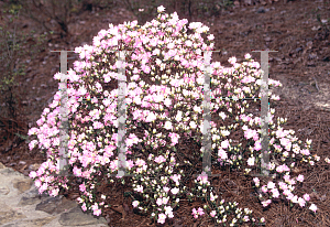 Picture of Rhododendron (subgenus Azalea) 'Begonia Rose'