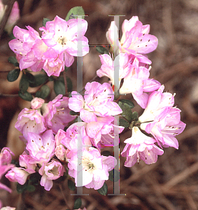 Picture of Rhododendron (subgenus Azalea) 'Begonia Rose'