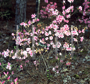 Picture of Rhododendron (subgenus Azalea) 'Lizette'
