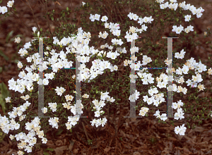 Picture of Rhododendron x obtusum 'Hime Kagami'