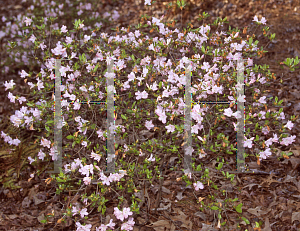 Picture of Rhododendron x obtusum 'Sui Yohi'