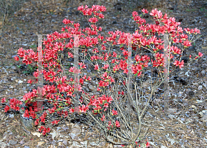 Picture of Rhododendron x obtusum 'Hardy Fire Fly'