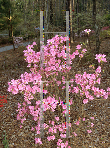 Picture of Rhododendron (subgenus Azalea) 'Canton'