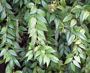 Picture of Agarista populifolia 