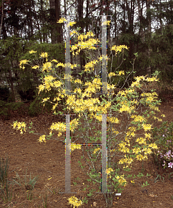 Picture of Rhododendron austrinum 'Varnadoe's Moonbeam'