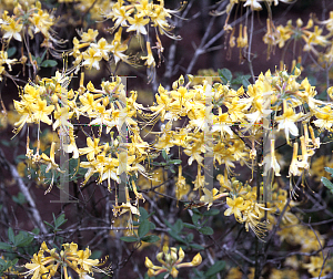 Picture of Rhododendron austrinum 'Varnadoe's Moonbeam'