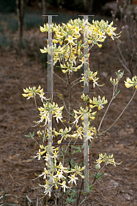 Picture of Rhododendron austrinum 