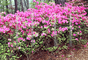 Picture of Rhododendron (subgenus Azalea) 'Pink Imperial'