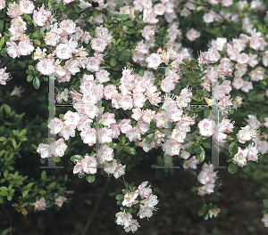 Picture of Rhododendron x obtusum 'Debutante'