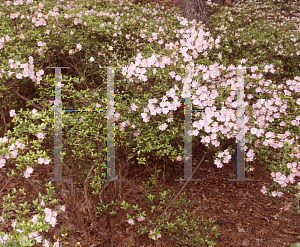 Picture of Rhododendron x obtusum 'Debutante'