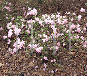 Picture of Rhododendron x obtusum 'Ruth May'