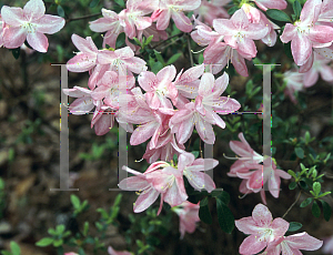 Picture of Rhododendron x obtusum 'Ruth May'