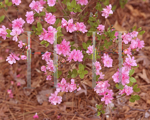 Picture of Rhododendron (subgenus Azalea) 'Good Times (Happ's Pink)'