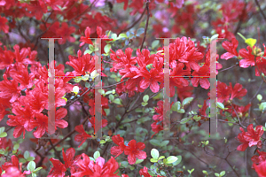 Picture of Rhododendron (subgenus Azalea) 'Roxanne'