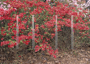 Picture of Rhododendron (subgenus Azalea) 'Roxanne'