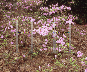 Picture of Rhododendron (subgenus Azalea) 'Eureka'
