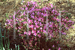 Picture of Rhododendron x obtusum 'Coral Bells'