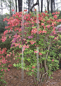 Picture of Rhododendron (subgenus Azalea) 'Sun Girl'