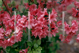 Picture of Rhododendron (subgenus Azalea) 'China Girl'