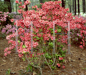 Picture of Rhododendron (subgenus Azalea) 'China Girl'