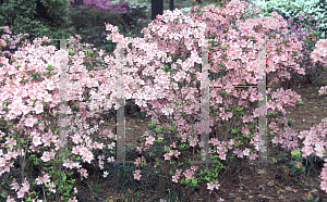 Picture of Rhododendron austrinum 'Pink Lady'