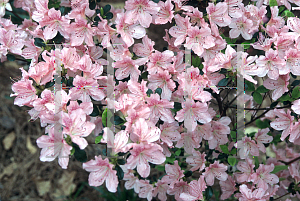 Picture of Rhododendron austrinum 'Pink Lady'