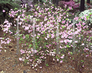Picture of Rhododendron (subgenus Azalea) 'Enchantress'