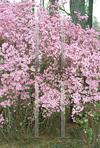 Picture of Rhododendron (subgenus Azalea) 'Asia'