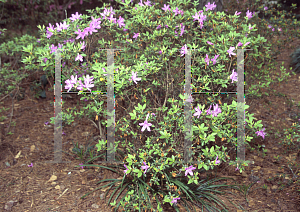 Picture of Rhododendron x obtusum 'Kocho-no-mai'