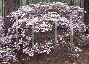 Picture of Rhododendron (subgenus Azalea) 'Begonia Rose'