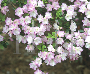 Picture of Rhododendron (subgenus Azalea) 'Begonia Rose'