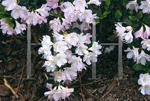 Picture of Rhododendron x obtusum 'Sui Yohi'